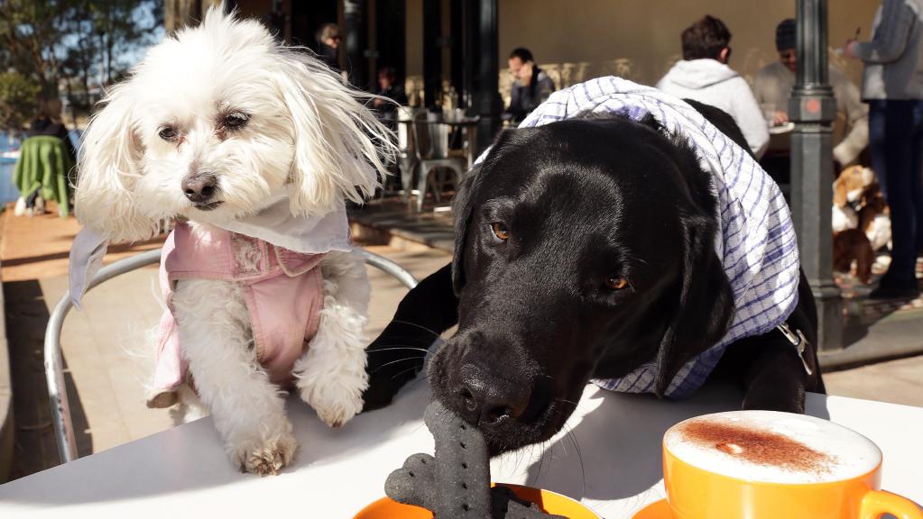 Dog-Friendly Cafes in Sydney! WOOF WOOF